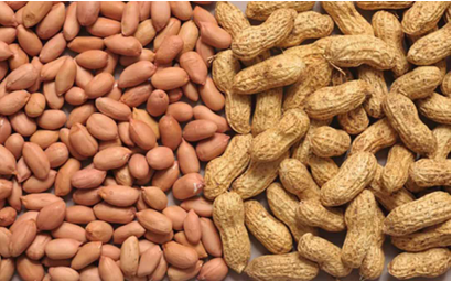 Groundnut (Peanut)
