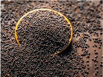 Mustard Oilseed